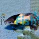 Hogfish - Coral Adult 
