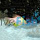 Hogfish - Coral Adult 