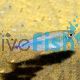 Cochus Blue Tetra