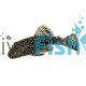 Bristlenose Catfish 