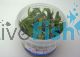 Pygmy Chain Sword Tissue Culture Tub