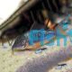 Emerald Catfish - Brochis splendens