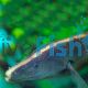 Brown Ghost Knife Fish - Apteronotus leptorhynchus