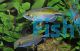 African Longfin Tetra 5cm
