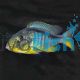 Chilotilapia Rhoadesii