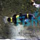 Bumble Bee Goby 