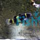 Bumble Bee Goby 