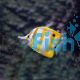 Butterflyfish Copperband TIN