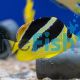 Butterflyfish Mitratus