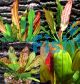 5 x Assorted Echinodorus Swords - Submerse