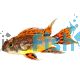 Apistogramma Cacatuoides Double Red