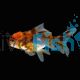 Calico Oranda