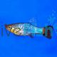 Calico Red Platy