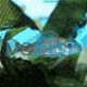 Callochromis Macrops