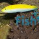 Canary Top Wrasse - Medium