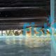 L015 Candy Striped Pleco