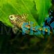 Candy Striped Pleco L015 - Peckoltia vittata