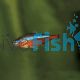 Cardinal Tetra