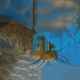 Tandanus Catfish 