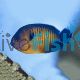 Angelfish Coral Beauty