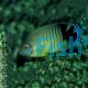 Angelfish Orange-Lined