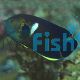Keyhole Angelfish