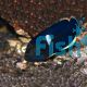 Keyhole Angelfish Centropyge tibicen