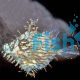 Filefish Leafy