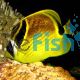 Raccoon Butterflyfish