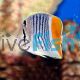 Butterflyfish Pearlscale - Wild