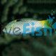 Checkerboard Wrasse Small
