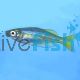 Chequered Rainbow - Melanotaenia splendida tatei