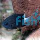 Bicolour Chromis - Medium