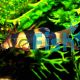 Clown Loach