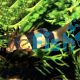 Clown Loach