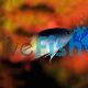 Damselfish - Rollands