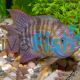 Cichlid Amatitlania Sajica T Bar