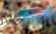 Blueside Fairy Wrasse - Large