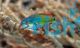 Exquisite Fairy Wrasse Large