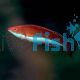 Wrasse Longfin Fairy