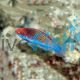 Multicolour Fairy Wrasse 