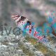 Hawkfish Falco