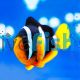 Clarks Clownfish - Indo Pac