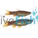 Clown Rasbora Kalochroma
