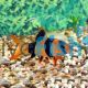 Clown Loach