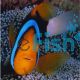 Clownfish Blue Lined