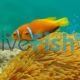 Clownfish Maldives