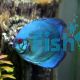 Solid Blue Diamond Discus