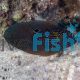 Comet Marine Betta