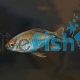 Congo Tetra